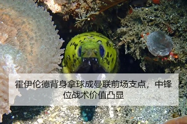 霍伊伦德背身拿球成曼联前场支点，中锋位战术价值凸显