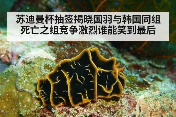 苏迪曼杯抽签揭晓国羽与韩国同组死亡之组竞争激烈谁能笑到最后